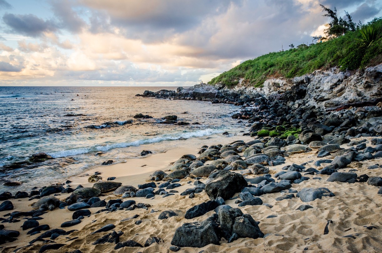 Turtle Town Maui